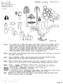 Image of Coprinellus truncorum (Scop.) Redhead, Vilgalys & Moncalvo 2001