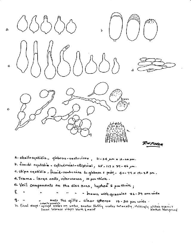Image of Coprinellus truncorum (Scop.) Redhead, Vilgalys & Moncalvo 2001