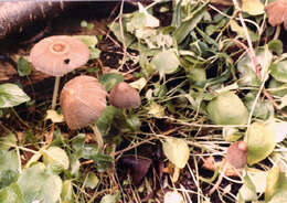 Image of Parasola hemerobia (Fr.) Redhead, Vilgalys & Hopple 2001