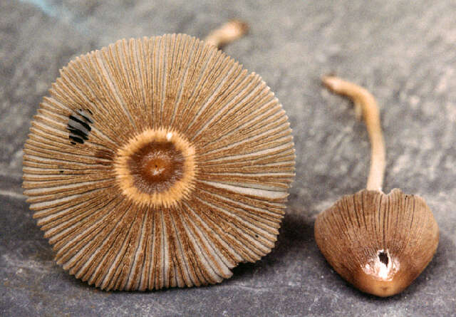 Image de Parasola hemerobia (Fr.) Redhead, Vilgalys & Hopple 2001