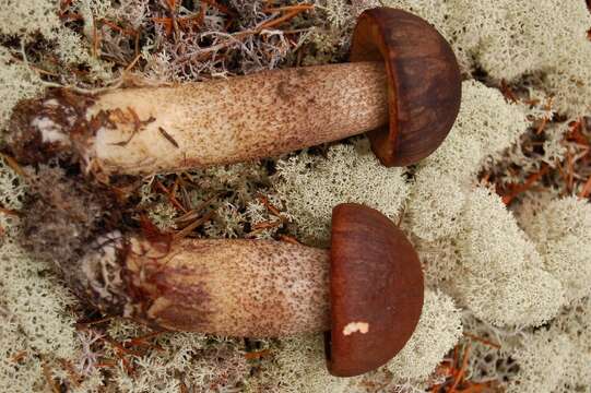 Image of Leccinum vulpinum Watling 1961