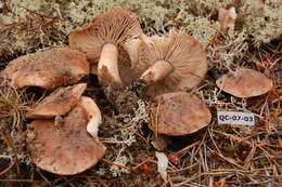 Image of Tricholoma albobrunneum (Pers.) P. Kumm. 1871