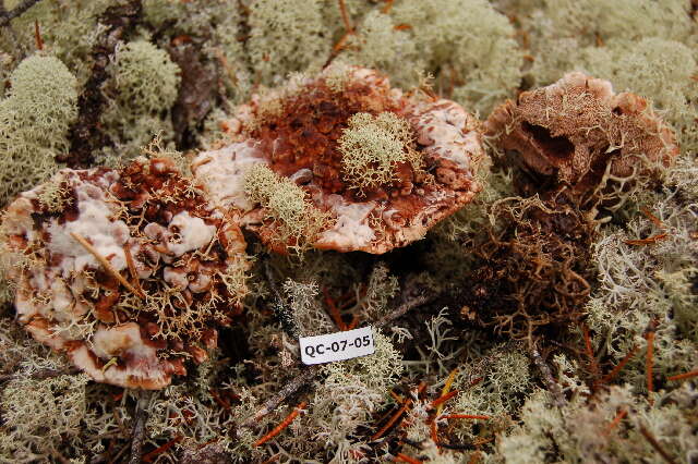 Image de Hydnellum peckii Banker 1912