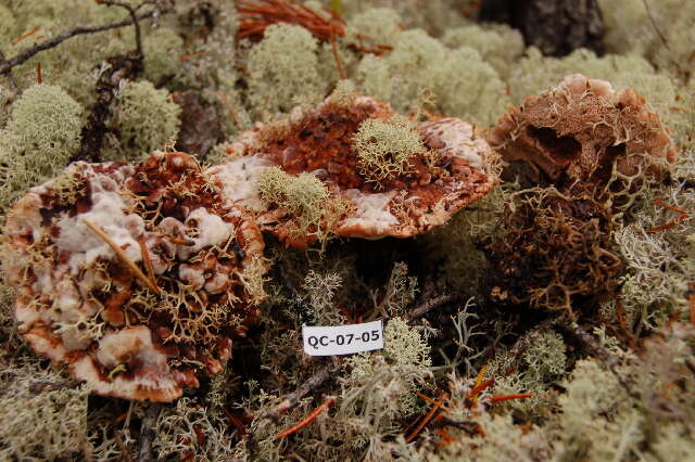 Image de Hydnellum peckii Banker 1912