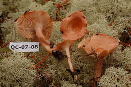 Image of Hygrophorus