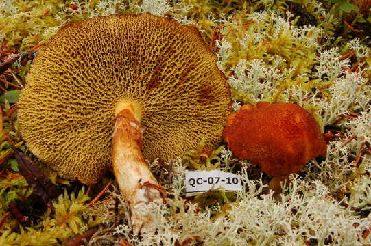 Image of Suillus cavipes