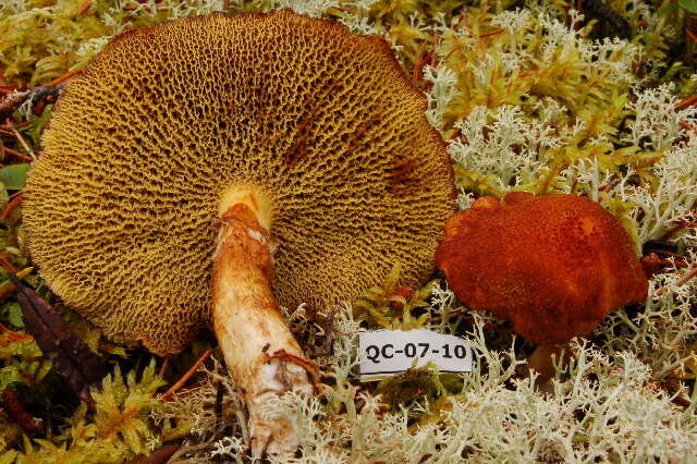 Image of Suillus cavipes