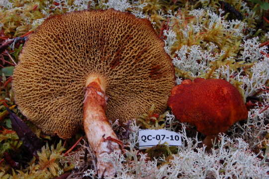 Image of Suillus cavipes