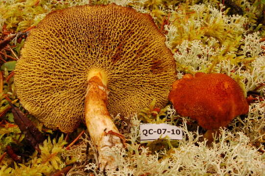 Image of Suillus cavipes