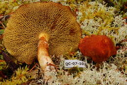 Image of Suillus cavipes