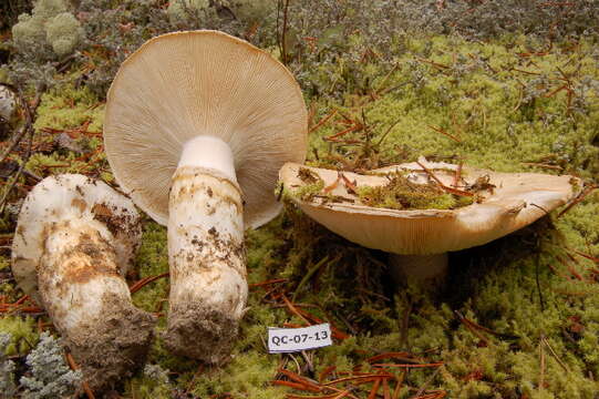 Слика од Tricholoma matsutake (S. Ito & S. Imai) Singer 1943