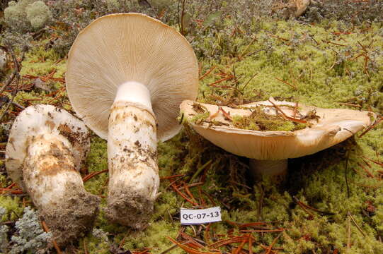 Tricholoma matsutake (S. Ito & S. Imai) Singer 1943 resmi