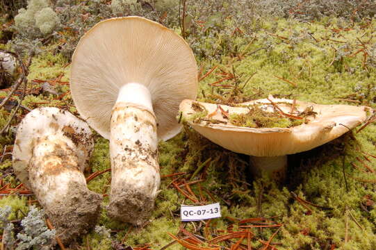 Tricholoma matsutake (S. Ito & S. Imai) Singer 1943 resmi