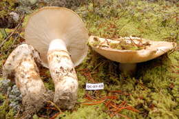 Image de Tricholoma matsutake (S. Ito & S. Imai) Singer 1943