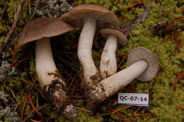 Image of Tricholoma