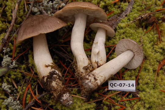 Image of Tricholoma