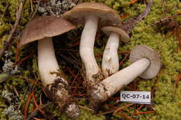 Image de Tricholoma