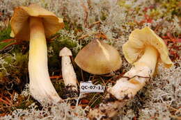 Image de Tricholoma