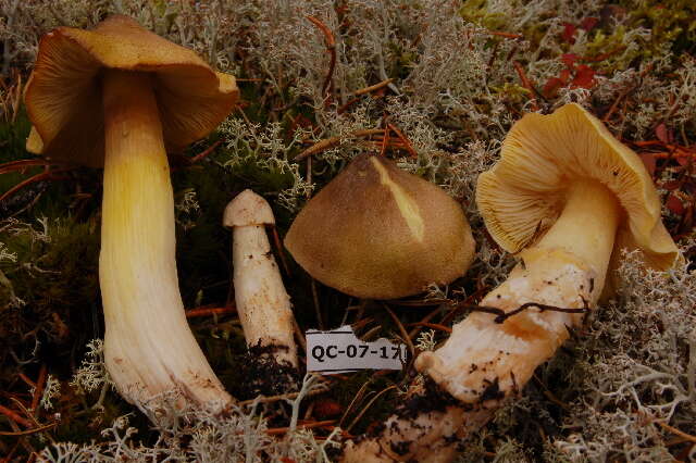 Image de Tricholoma