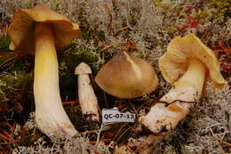 Image de Tricholoma