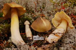 Image de Tricholoma