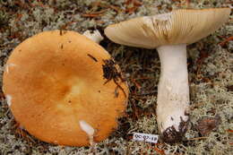 Image of Russula decolorans (Fr.) Fr. 1838