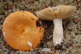 Image of Russula decolorans (Fr.) Fr. 1838