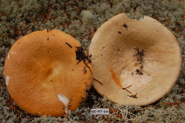 Image of Russula decolorans (Fr.) Fr. 1838