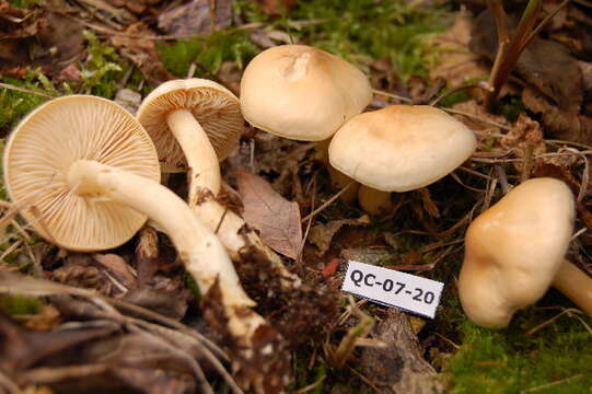 Imagem de Tricholoma sulphureum (Bull.) P. Kumm. 1871