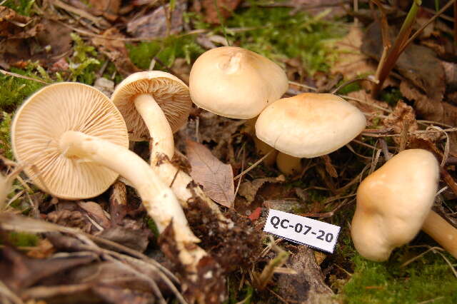 Image of Gas agaric