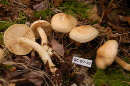 Image of Gas agaric