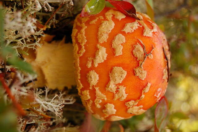 Image of Amanita muscaria