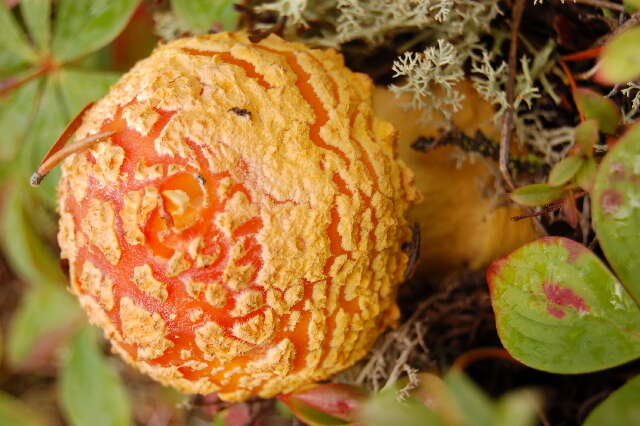 Image of Amanita muscaria