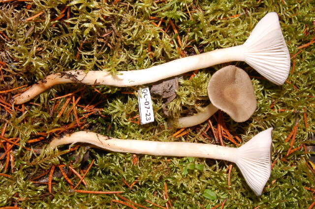 Image of Hygrophorus agathosomus