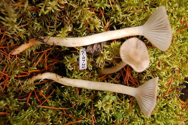 Image of Hygrophorus agathosomus