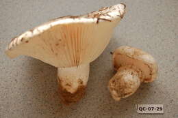 Слика од Hygrophorus subalpinus A. H. Sm. 1941