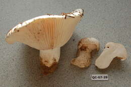 Слика од Hygrophorus subalpinus A. H. Sm. 1941