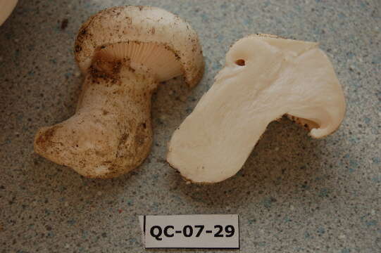 Слика од Hygrophorus subalpinus A. H. Sm. 1941