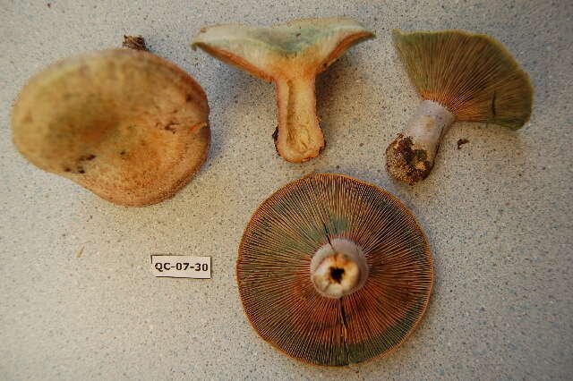 Image of Lactarius chelidonium Peck 1872