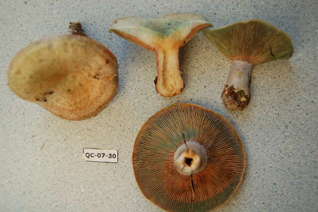 Image of Lactarius chelidonium Peck 1872