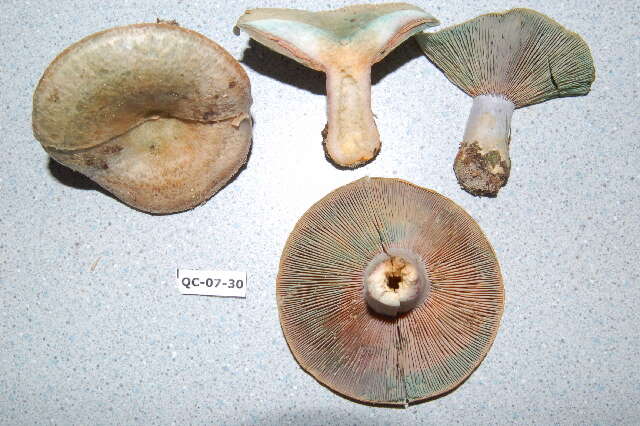 Image of Lactarius chelidonium Peck 1872