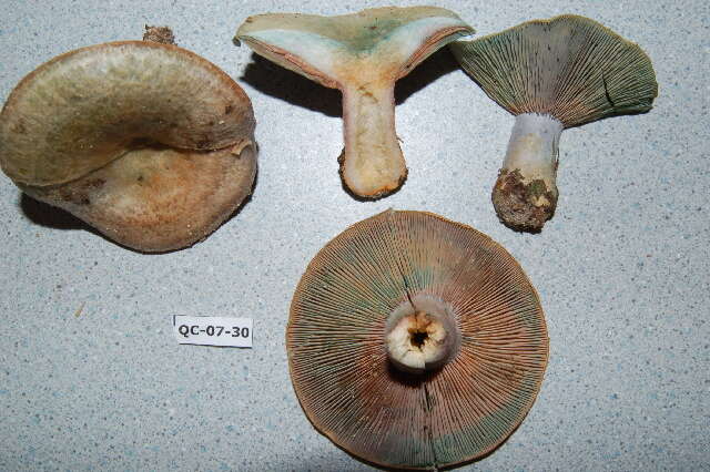 Image of Lactarius chelidonium Peck 1872