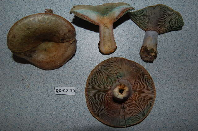 Image of Lactarius chelidonium Peck 1872