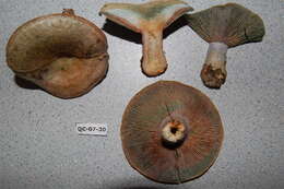 Image of Lactarius chelidonium Peck 1872