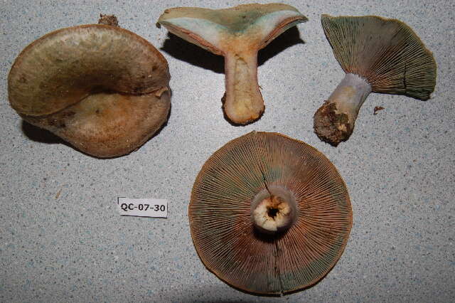 Image of Lactarius chelidonium Peck 1872