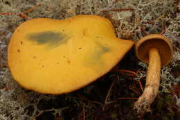 Image of Suillus tomentosus Singer 1960