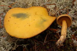 Image of Suillus tomentosus Singer 1960