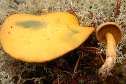 Image of Suillus tomentosus Singer 1960