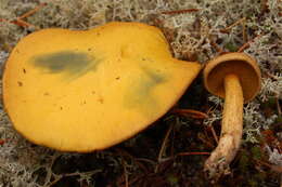 Image of Suillus tomentosus Singer 1960