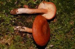 Image of Lactarius rufus